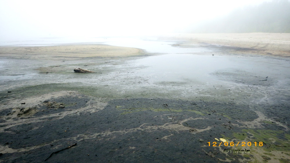 Senogda Bay; decayed and freash algae on the beach